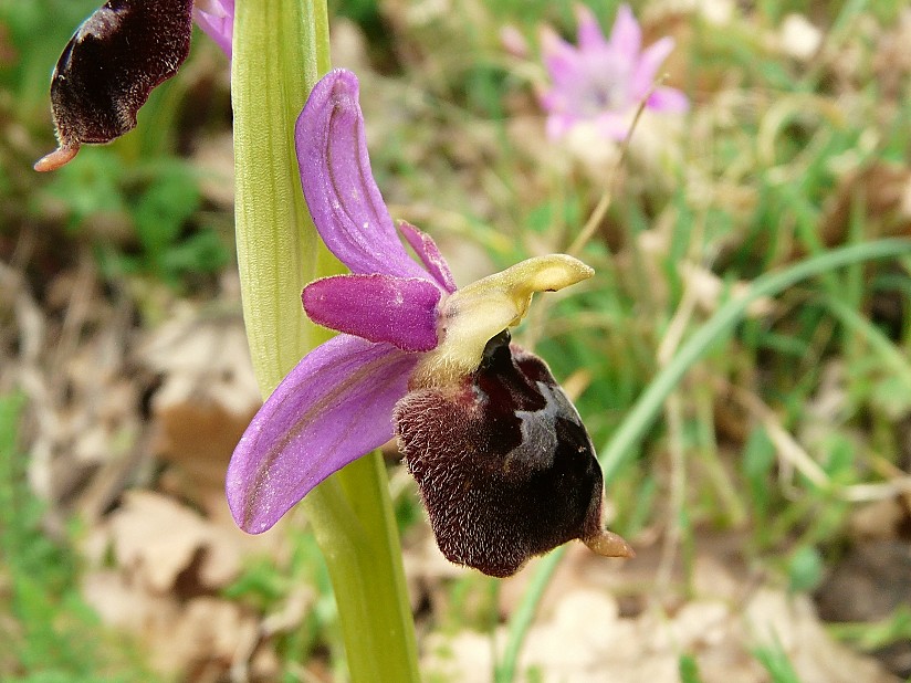 Ophrys biscutella